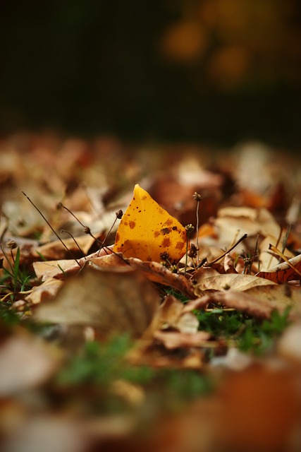 灰狼的新目 灰狼的新目